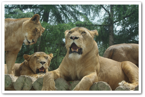 safari_001.jpg