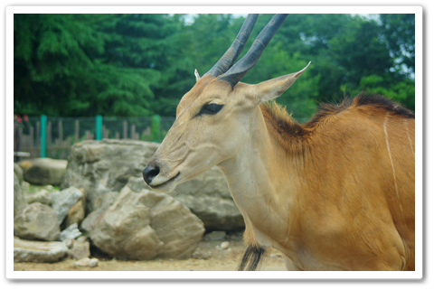 safari_002.jpg