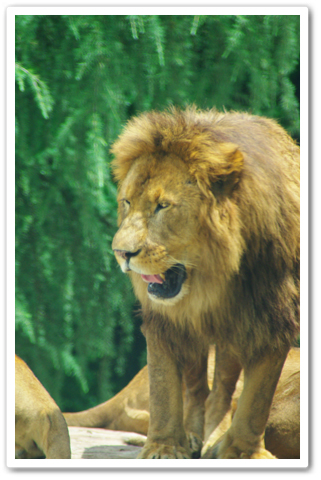 safari_006.jpg