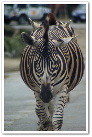 safari_004.jpg