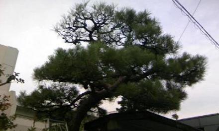 剪定の仕方 マツ編 愛知県の庭師 和景舎の植木屋稼業奮闘記 楽天ブログ