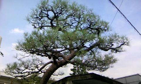 剪定の仕方 マツ編 愛知県の庭師 和景舎の植木屋稼業奮闘記 楽天ブログ