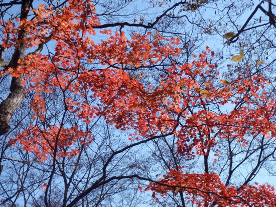 超人気奇岩の紅葉 自然、風景画