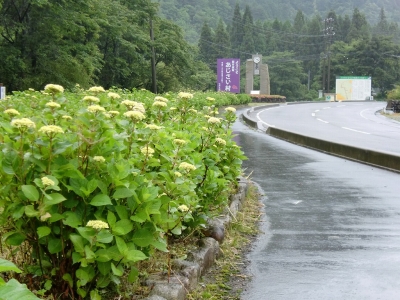 関市板取あじさいまつり11 に行こう 関市役所ブログ 楽天ブログ