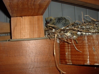 ペット クリアランス 鳩 ブログ