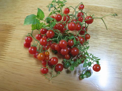 トマトの原種 ネット園芸 楽天ブログ