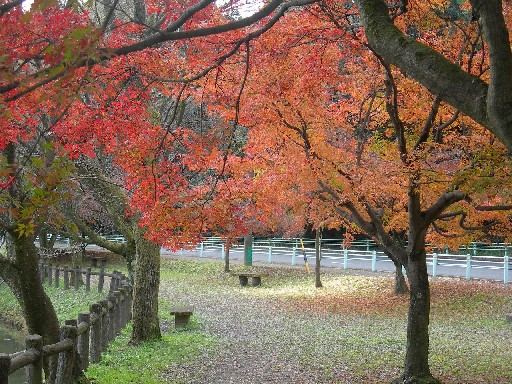 定光寺公園 瀬戸市定光寺町 11紅葉 Slowlife 楽天ブログ