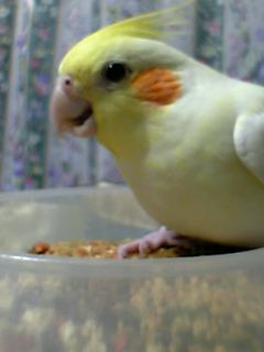 怒ったインコ オカメインコ おーちゃん モナの日記 楽天ブログ