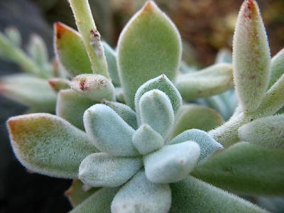 両方ともフロスティー | Succulents Space 多肉宇宙 - 楽天ブログ 両方ともフロスティー | Succulents Space 多肉宇宙 - 楽天ブログ
