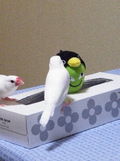 遊ぼうよ!1