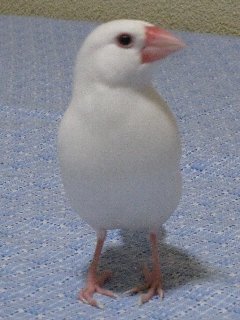 ジゲンちゃん