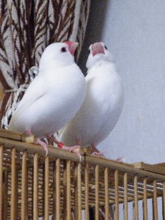 セバちゃん&ジゲンちゃんペア