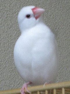 怒りのジゲン