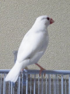 レハちゃんの尻尾♪