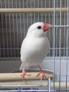 ジゲンの足♪