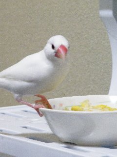 平和主義♪