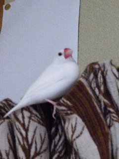 困惑セバちゃん