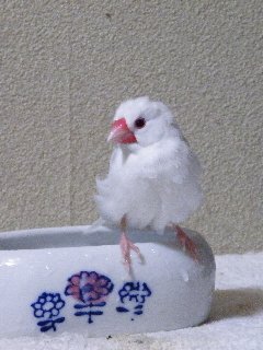 あちぃ~レハちゃん2