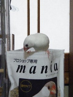 はーいジゲンちゃん2
