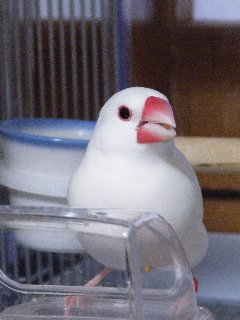 可愛く食事?1