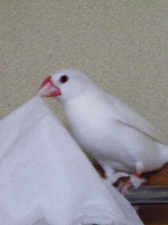 悪戯っ子のセバちゃん