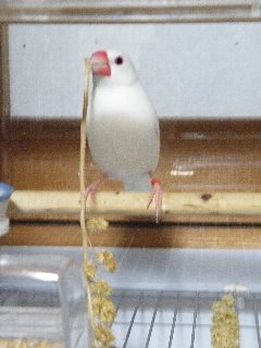 可愛く食事?2