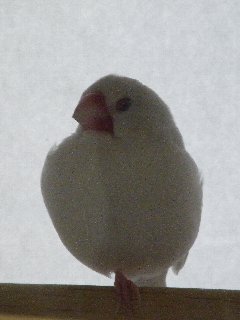ふて寝。