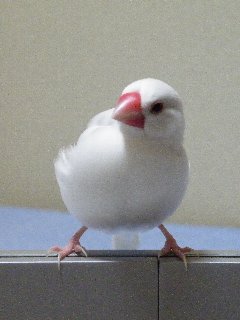 遊んでよレハちゃん1