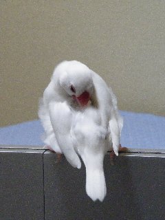 遊んでよレハちゃん2
