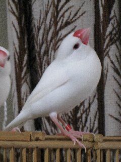 人慣れセバちゃん