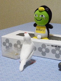 まりもっこりとジゲンちゃん1