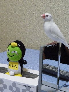 まりもっこりとジゲンちゃん2