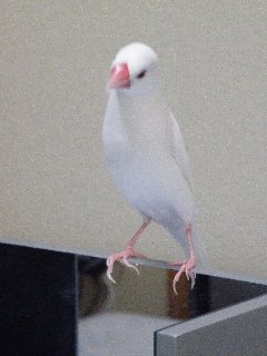 鏡ジゲンちゃん1