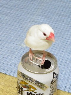 ビール文鳥♪