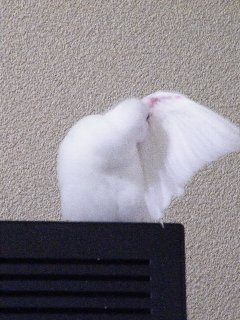 毛繕いジゲンちゃん