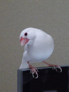 照れ屋さん1