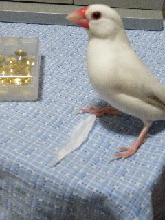 羽発見!レハちゃん1