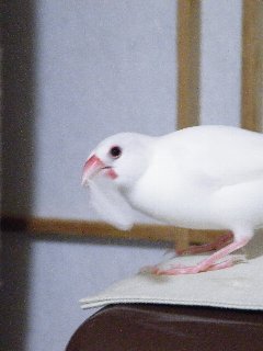 羽略奪!ジゲンちゃん