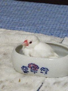 やっぱ1人だよね♪
