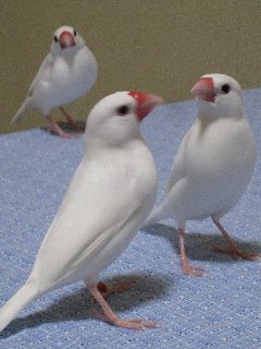 セバちゃん好きジゲン