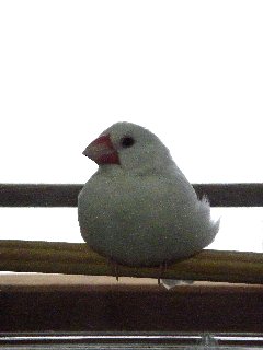 お見送りレハちゃん