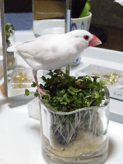 主役は俺だ!(^^)