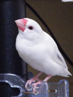 尻尾の無いレハちゃん2