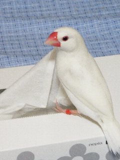 ティッシュ1