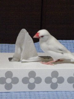 ティッシュ2