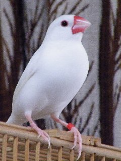 カッコ良いセバちゃん