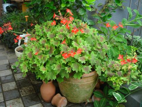 もみじ葉ゼラニウム プリムラ プベスケンス 挿し芽たちの一鉢 お友達の寄せ植え Enjoy Garden 楽天ブログ