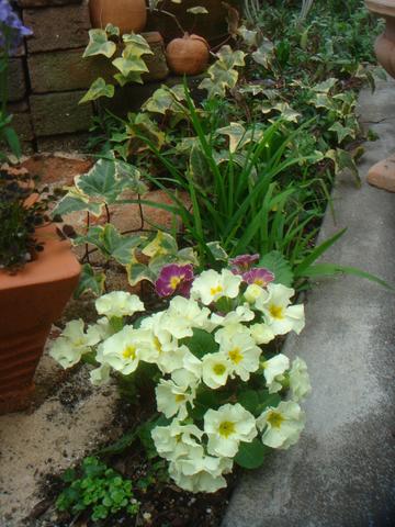 地植えプリムラたち ビクトリアナ寄せ植えの近況 夏越しッ子たちの近況 ポリアンサ パラソル オールドポート シルバーレースとジュリアン Enjoy Garden 楽天ブログ