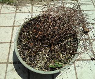 オキザリス ヒルタの球根の植え替え のんびりガーデニング 楽天ブログ