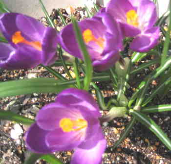 春の花５・・・紫のクロッカス・白い水仙・スノーフレーク 
